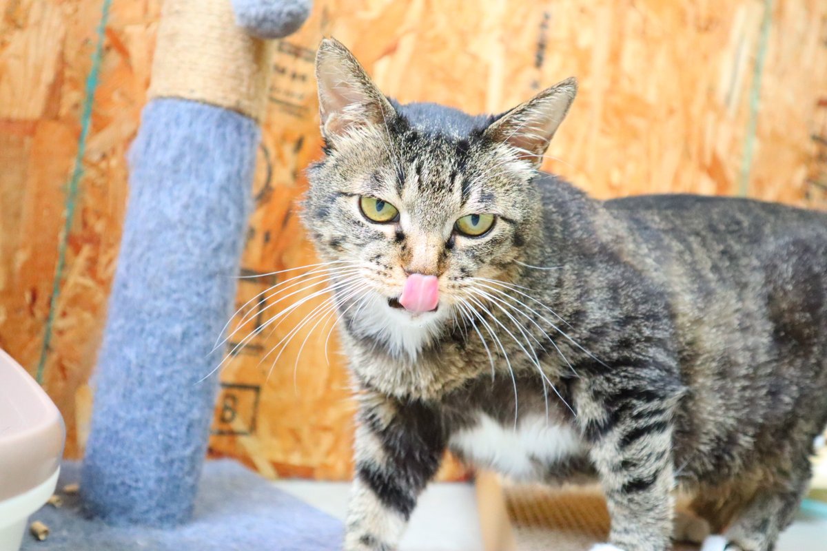shipponokai's tweet photo. 【#飼い主さん募集／ララ】道南動物愛護センターから引き取り。 人馴れ抜群でゴロゴロ甘える癒し系の女の子。他の猫とも仲良くでき、穏やかで優しい性格。
📌メス 📌推定4–6歳／4.48kg 📌キジ白 📌避妊済・ワクチン・マイクロチップ・血液検査済 📌猫エイズ(－)／白血病(－)
https://t.co/GbFVNQV96A https://t.co/9UO83ijeeZ
