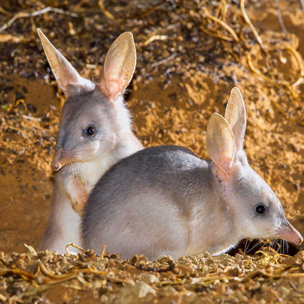 AMAZlNGNATURE's tweet photo. Bilbies have disappeared from nearly 80% of their historic range

Today, they persist mainly in isolated parts of Australia's deserts, where conservation efforts are helping protect the species https://t.co/akaynkpTj1