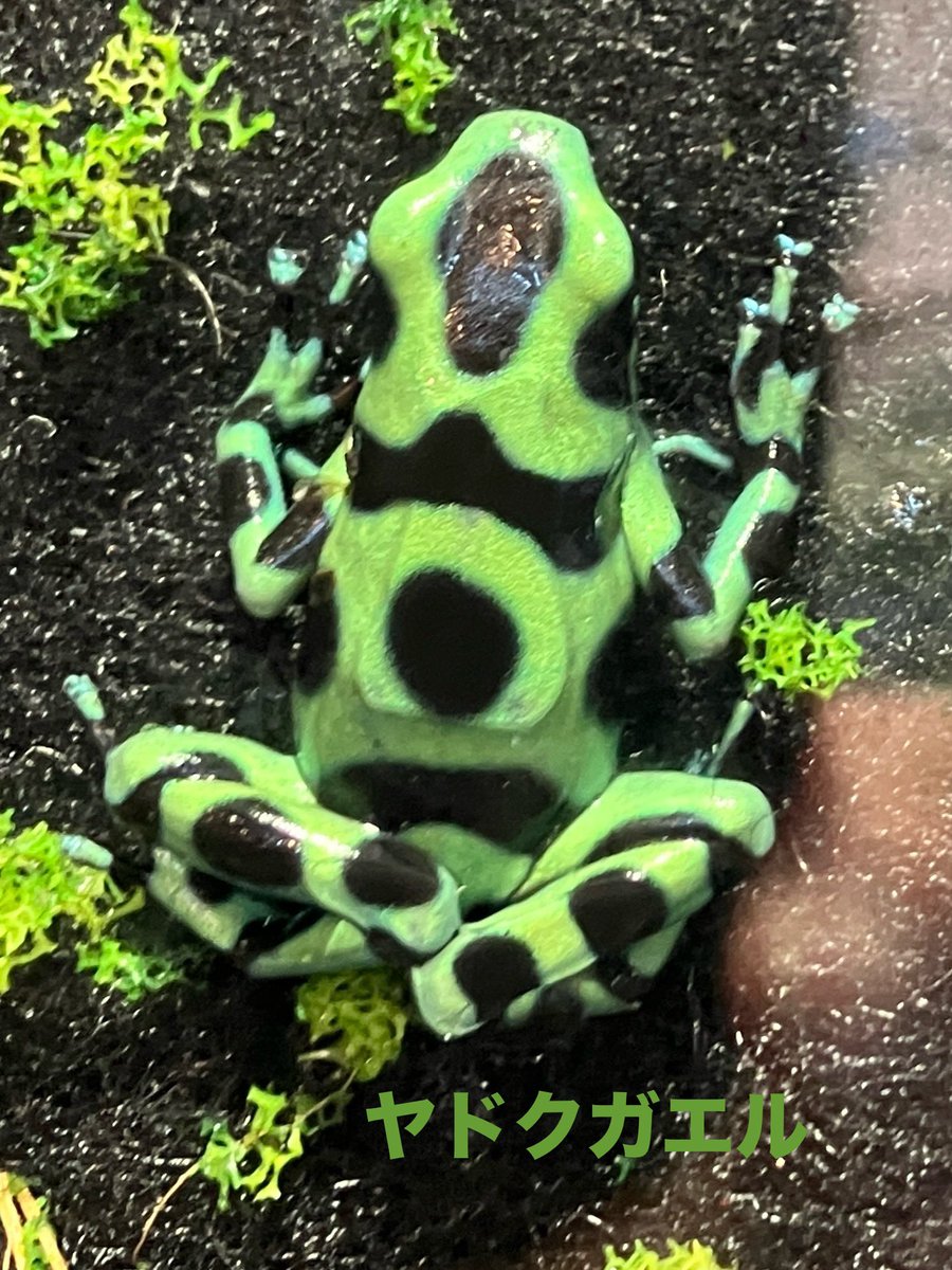 ヤドクガエル