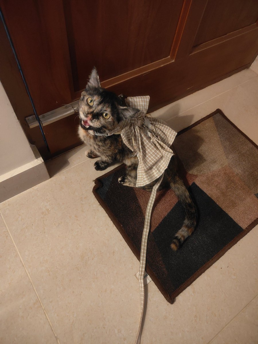 gulaabifool's tweet photo. This idiot followed her foster home one day and refused to leave, she had another cat who's quite territorial, so she had to let her go. :( @MarxAfterDark chose her from a bunch of other adoption posts. She is the apple of my eye &amp; is the most affectionate baby ever. 😔💘 https://t.co/TZBdqmab6o
