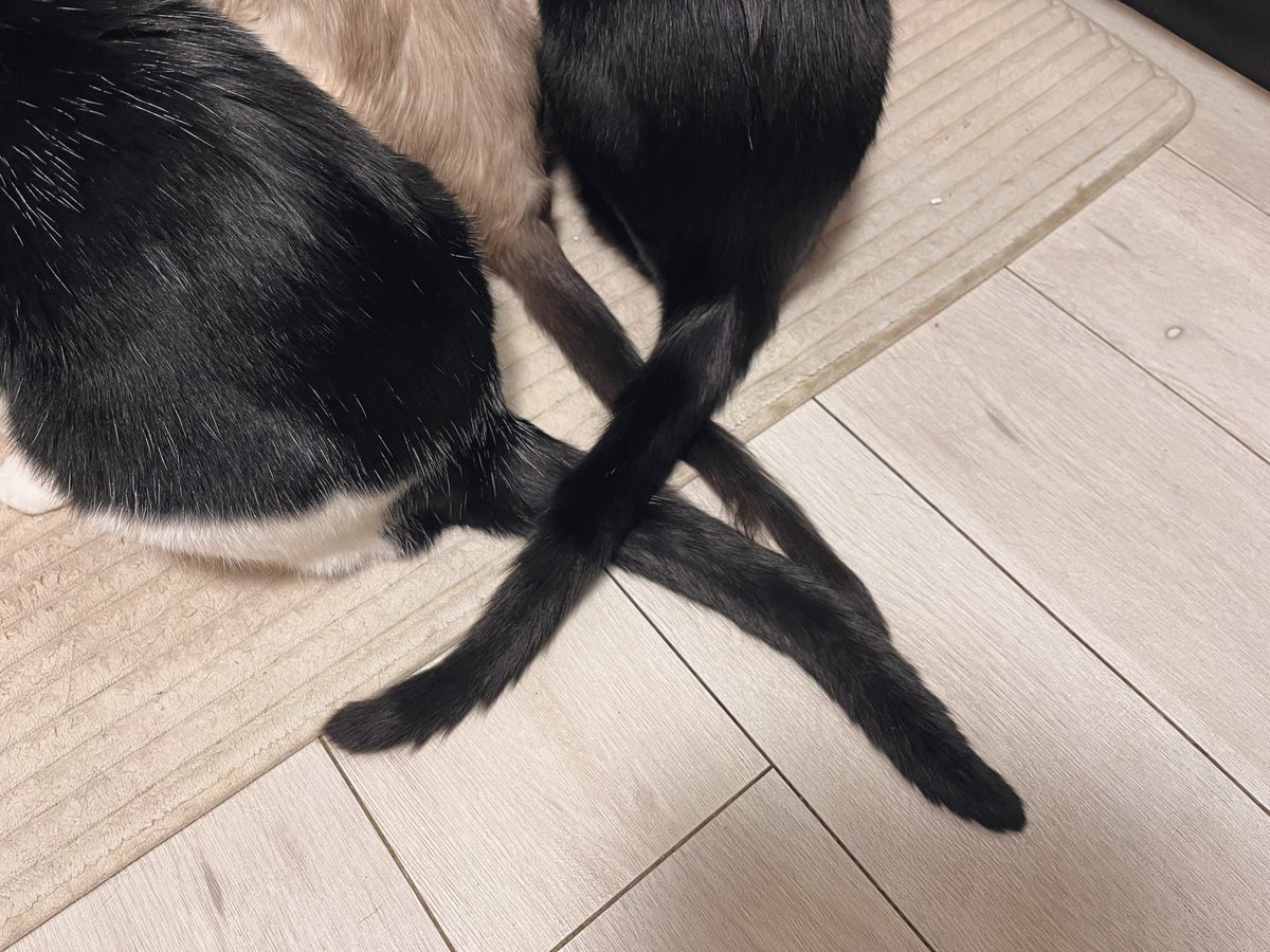 kuroro_rin's tweet photo. ごはんの時はみんなからちょっと離されるカル坊と尻尾で連携取ってる兄姉猫🤝🏻 https://t.co/j4FygpTMQT