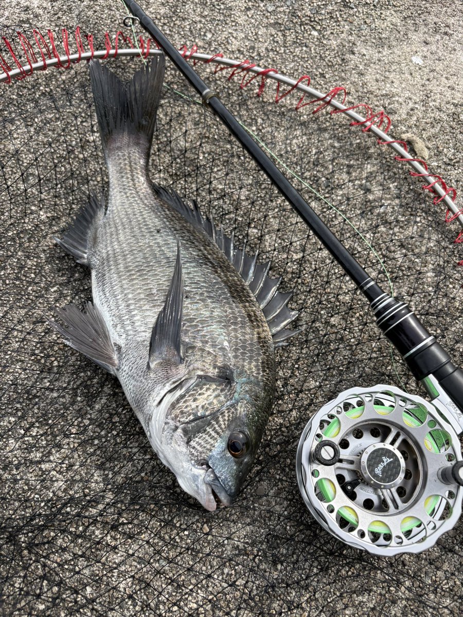 3s_fe's tweet photo. 大きくなあれ🐟 https://t.co/wJWpyiUg35
