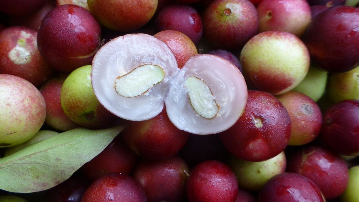 AMAZlNGNATURE's tweet photo. Camu camu contains up to 60 times more vitamin C than an orange

Native to the Amazon rainforest, camu camu is one of the richest natural sources of vitamin C, helping support your immune system, skin health, and collagen production https://t.co/2NwJDpMMA4