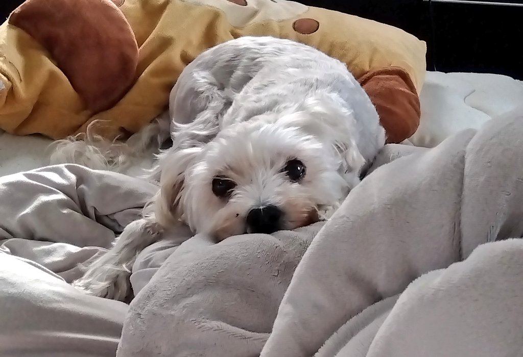 tudurakokoko's tweet photo. 本日は犬1号ことそらの12歳の誕生日でした、肺水腫を起こしてから半年程経ち、正直今日を迎えられるか不安になるくらい体調が悪そうな日もありましたが頑張ってくれました。心臓悪い犬は突然死もありうるとのことであと何日生きてくれるかはわかりませんが頑張ろうな https://t.co/jyrRL92zjo