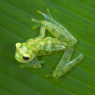 AMAZlNGNATURE's tweet photo. Glass frogs have transparent skin that lets you see their organs

While resting, they hide nearly 90% of their red blood cells inside the liver, making their bodies even harder to see https://t.co/eY7R0ts1np
