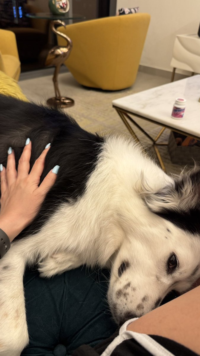 webwriter_m's tweet photo. テレビ見てるとやってくる甘えん坊イッヌ🐕

#愛犬 #ボーダーコリー #犬のいる暮らし #犬のいる生活 #犬好きさんと繋がりたい https://t.co/o3ZYvr0Zuc