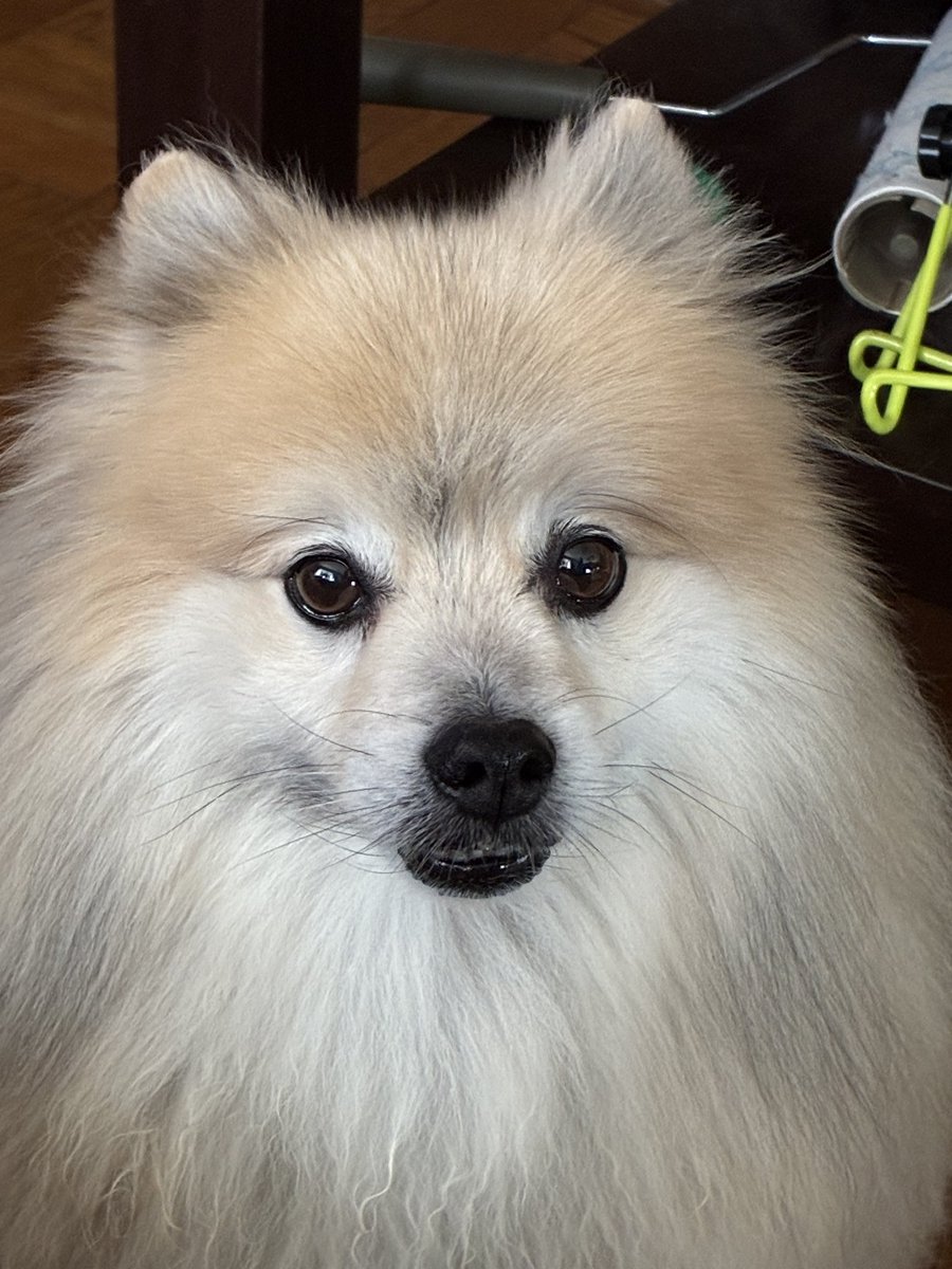 c_ci43's tweet photo. 11歳の誕生日だったので
トリミングでキレイになったよ
#ポメラニアン
#もふもふ
#シニア犬 https://t.co/ypEJivui04