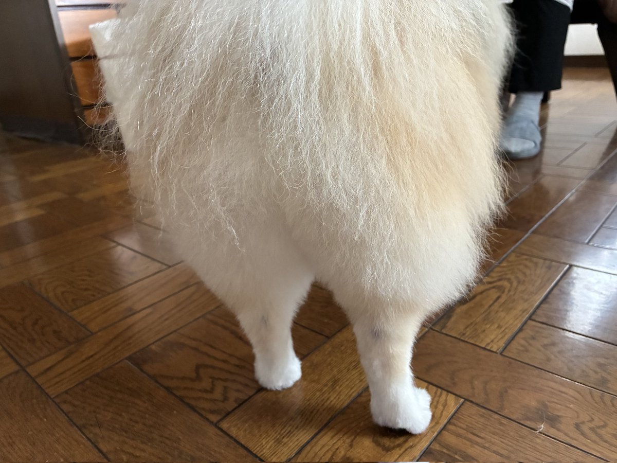 c_ci43's tweet photo. 11歳の誕生日だったので
トリミングでキレイになったよ
#ポメラニアン
#もふもふ
#シニア犬 https://t.co/ypEJivui04