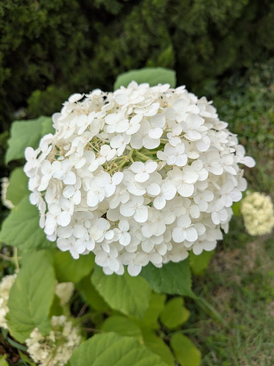 ameriaburaito's tweet photo. お庭にあるお気に入りのお花(*´ω｀*)♬
母がお花好きなのでお庭にたくさん✨
お花っていいよね〜♬ https://t.co/pVgqXZe8CH