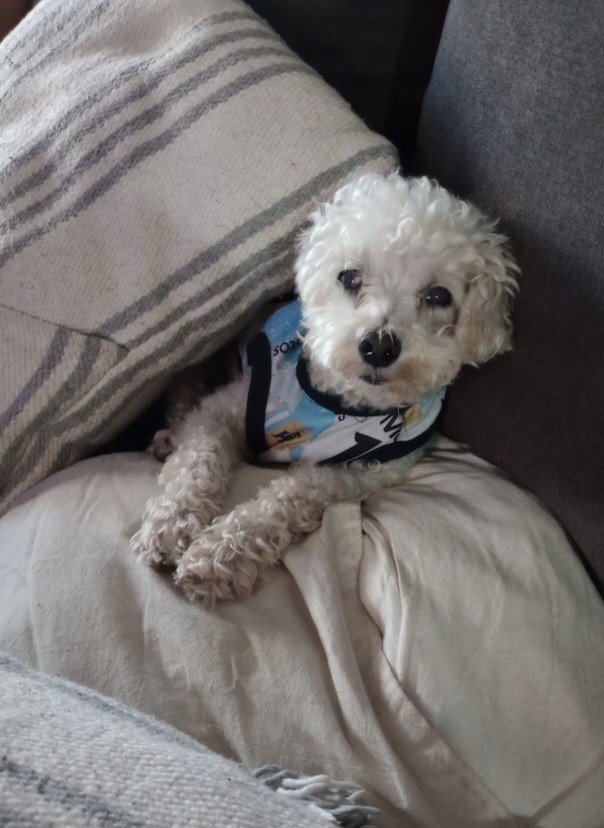 Silvillau's tweet photo. Hoy juega Argentina y seguimos c la cábala. Marcelito alentando desde arriba 🇦🇷🐶🫶Vamos Argentina! https://t.co/T2FMN0liDB