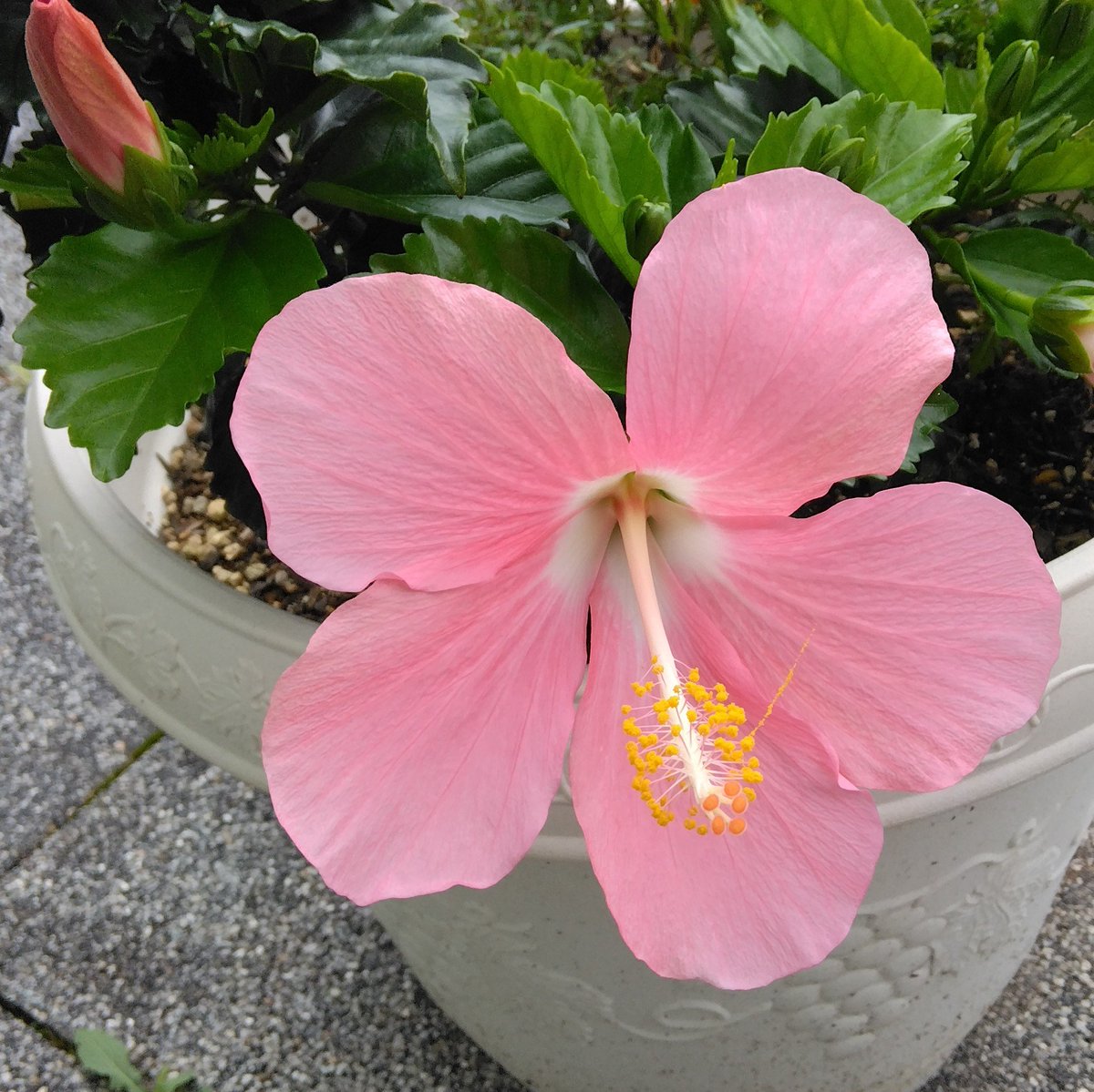 actflowercom tweet picture