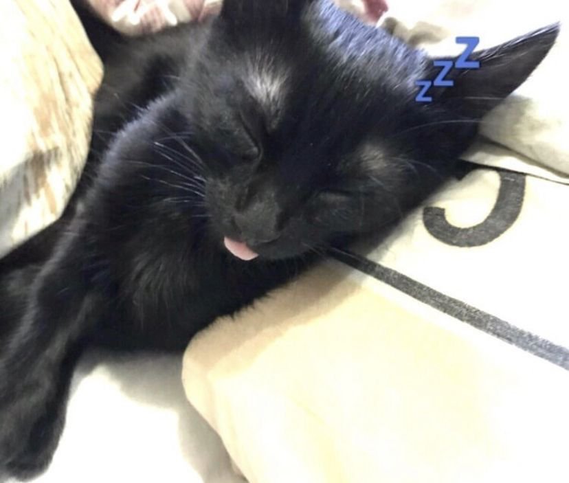 Ta8_Meaw's tweet photo. @black_spirit333 คร้อกฟี้ฟี้ 😴💤 https://t.co/vsGDpDG3kU