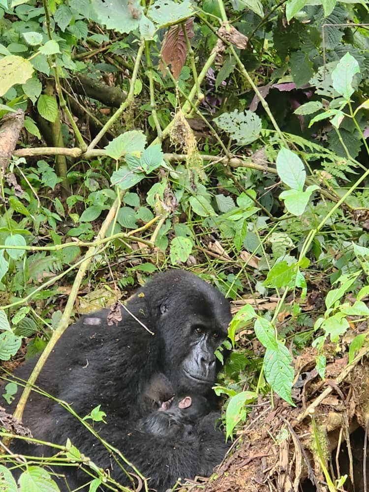 BJacquie_P's tweet photo. Welcome the latest addition to the Nkuringo gorilla group in Bwindi Impenetrable National Park.

Congratulations lady Nderema. https://t.co/NHrxQ1BEyF