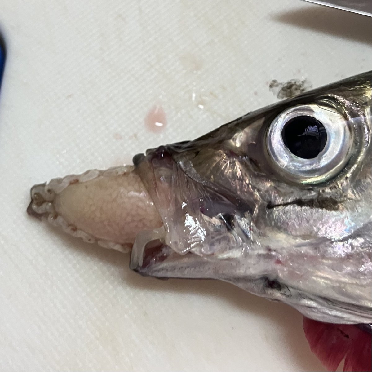 motchin75's tweet photo. アジを６匹さばいたらそのうちの５匹にウオノエが！キモくて触れませんでした。
こんな大きなやつに口に寄生されてかわいそう https://t.co/7oM57HDoQf