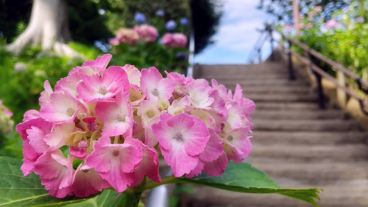treemlight's tweet photo. 息切らし登る階段、夏への序章

#TLを花でいっぱいにしよう
#キリトリセカイ https://t.co/XA1tC32mwv