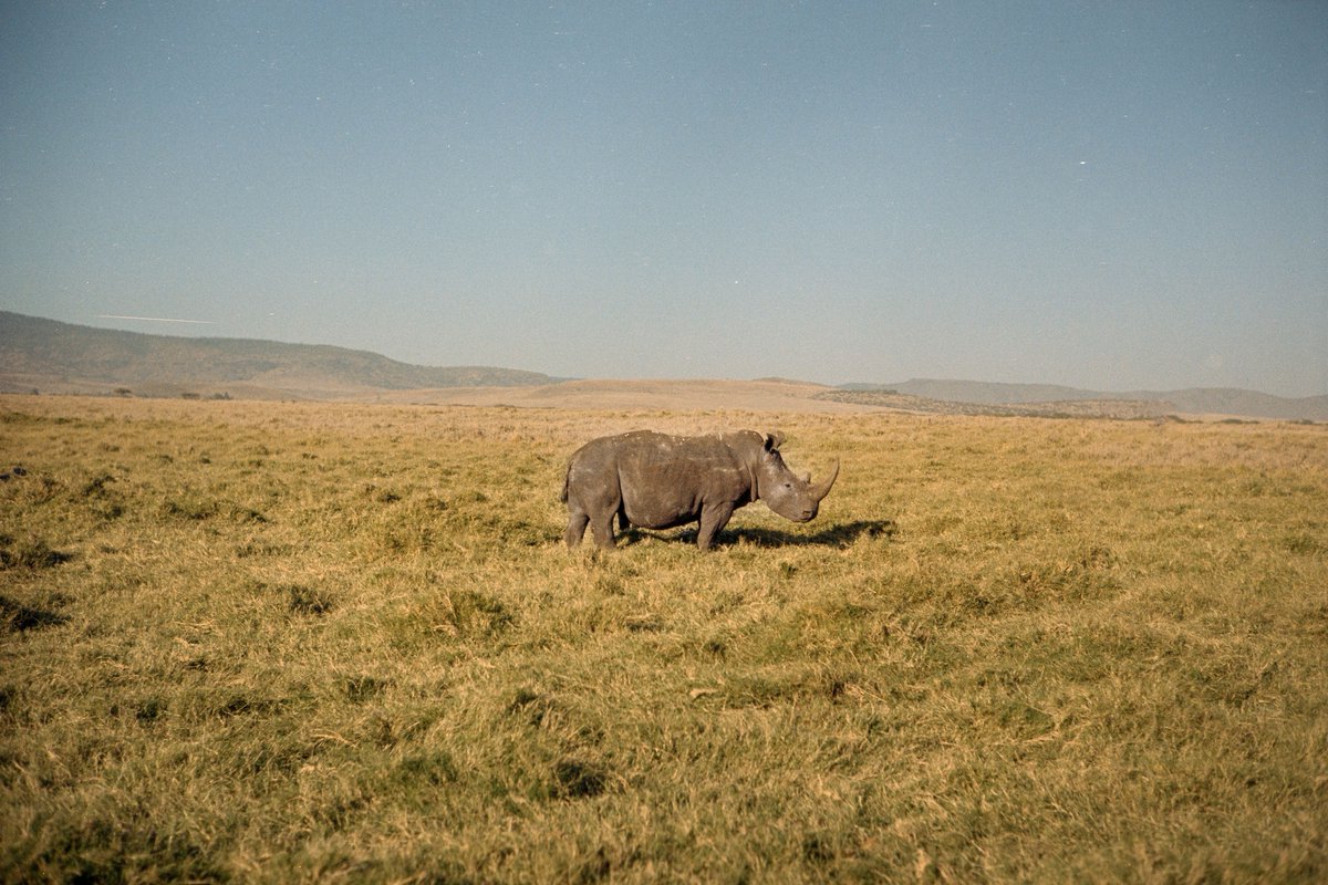 Lewa Wildlife Conservancy tweet media