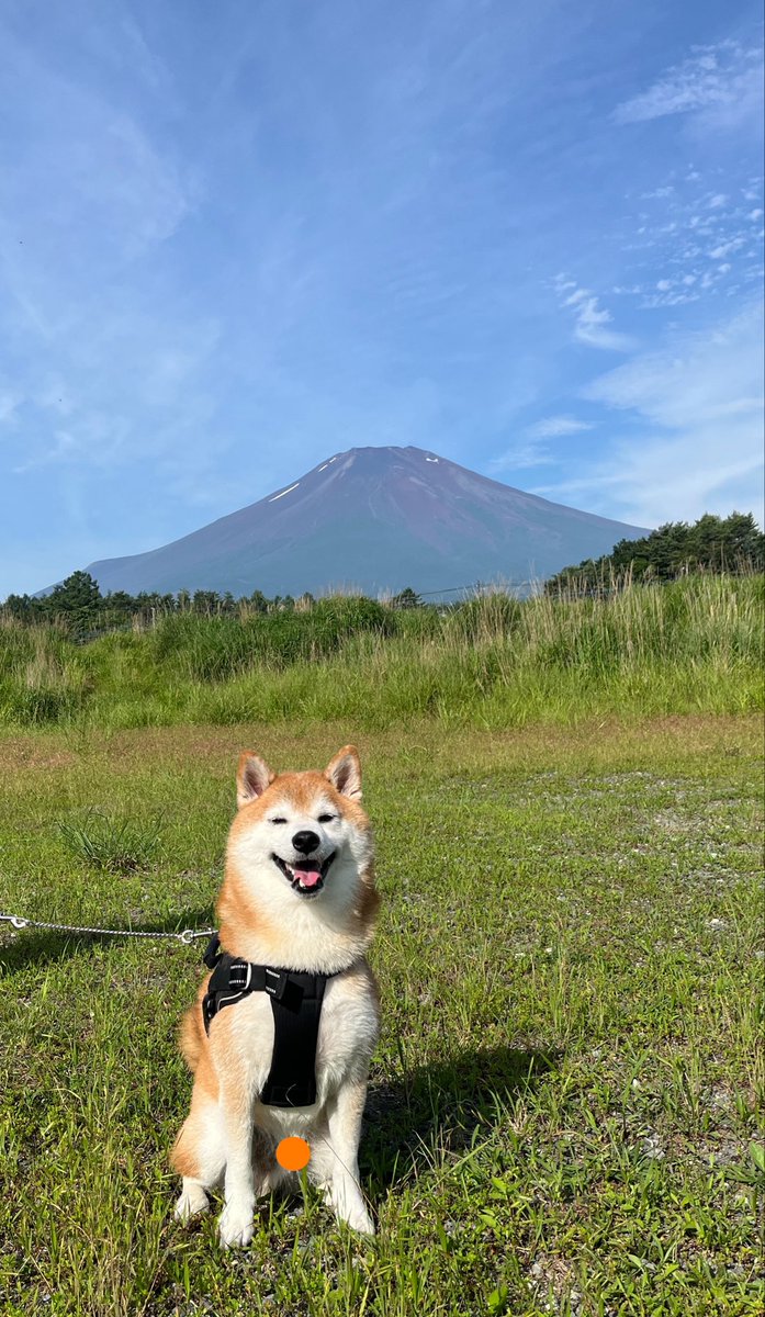 den__0708's tweet photo. でんのお誕生日祝賀旅行で山中湖にある #わんわんパラダイスプレミア山中湖 へ🐾
1枚目：無事晴れて富士山見れて良かった！
2枚目：富士山にもなれて良かった！
3枚目：施設のサービスで撮ってもらった記念写真！
4枚目：部屋ではほぼいつもの過ごし方！
#豆柴 #柴犬 #犬のいる暮らし https://t.co/r4e97Rq9QD