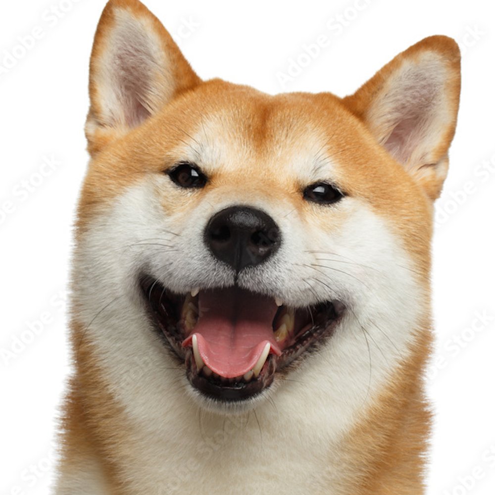 AMAZlNGNATURE's tweet photo. A dog's nose print is as unique as a human fingerprint

No two dogs share the same pattern of ridges and grooves, making every nose one of a kind. https://t.co/N6PsSoLpoG