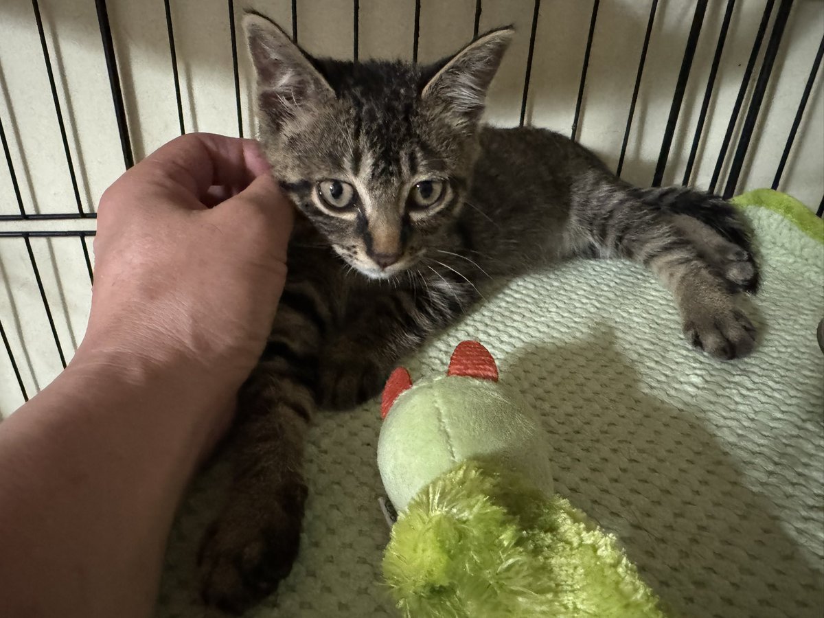 YoshikazuOkabe's tweet photo. 7月7日に道路脇で保護した子猫🐈‍⬛
顔周りの腫れも無くなり、心配した左眼もすっかり綺麗になりました。
御飯も良く食べます。
撫でてるとゴロゴロ。
人たらしな猫になりそうです😆
#子猫 #保護猫 #野良猫 #事故 https://t.co/u7s5d4auIw