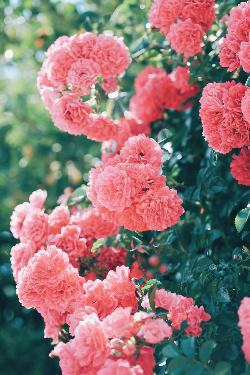kuri_sss303's tweet photo. 薔薇のころ https://t.co/LaisofuWC3