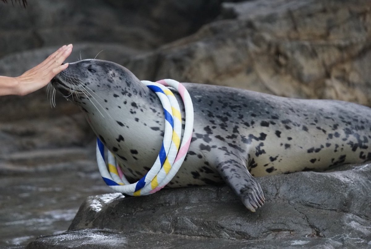 neconecoseal's tweet photo. パーフェクトを達成してご満悦なしぶちゃん

#しながわ水族館
#しぶき
#ゴマフアザラシ
#spottedseal https://t.co/rVUXaSpODX