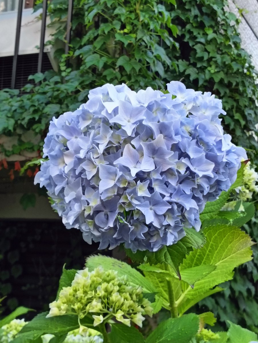 biblator's tweet photo. こんばんは｡⁠◕⁠‿⁠◕⁠｡
今日も、おつかれさまです✨✨✨

花火の音がします🎇
夏だなぁ～

素敵な夜をお過ごしくださいね😉
夜勤の方、おつかれさまです🍀🍀
どうか、お元気で😌😌😌

また明日ね ❢❢❢❢❢❢ https://t.co/RCUXWGcMTp