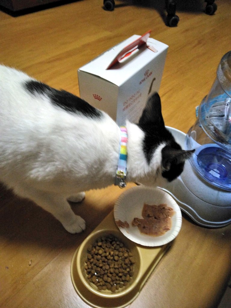 nanatomu158's tweet photo. 今日から新しく家族になったハチ！よろしくね https://t.co/7GctHaJV1u