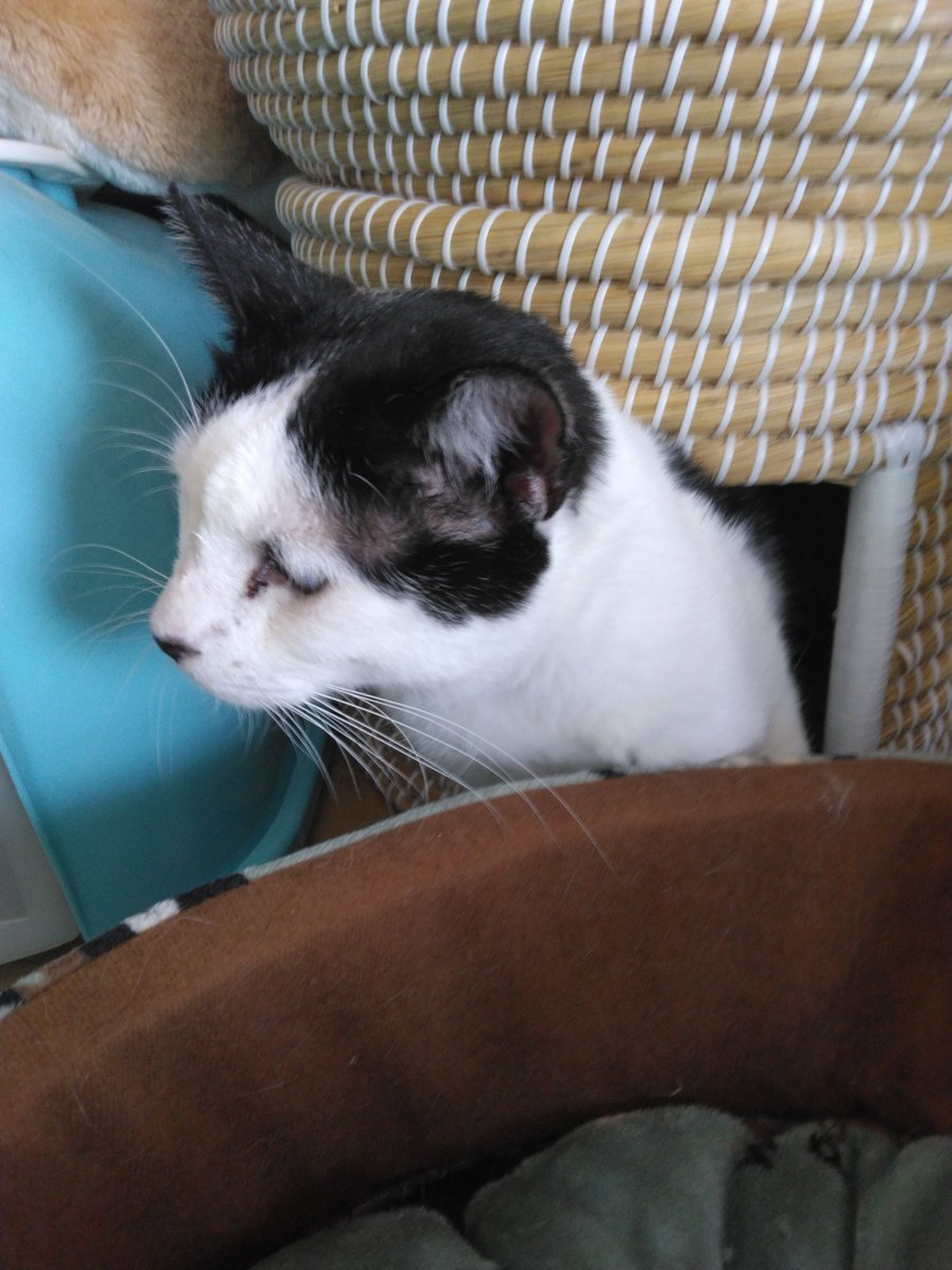 nanatomu158's tweet photo. 今日から新しく家族になったハチ！よろしくね https://t.co/7GctHaJV1u