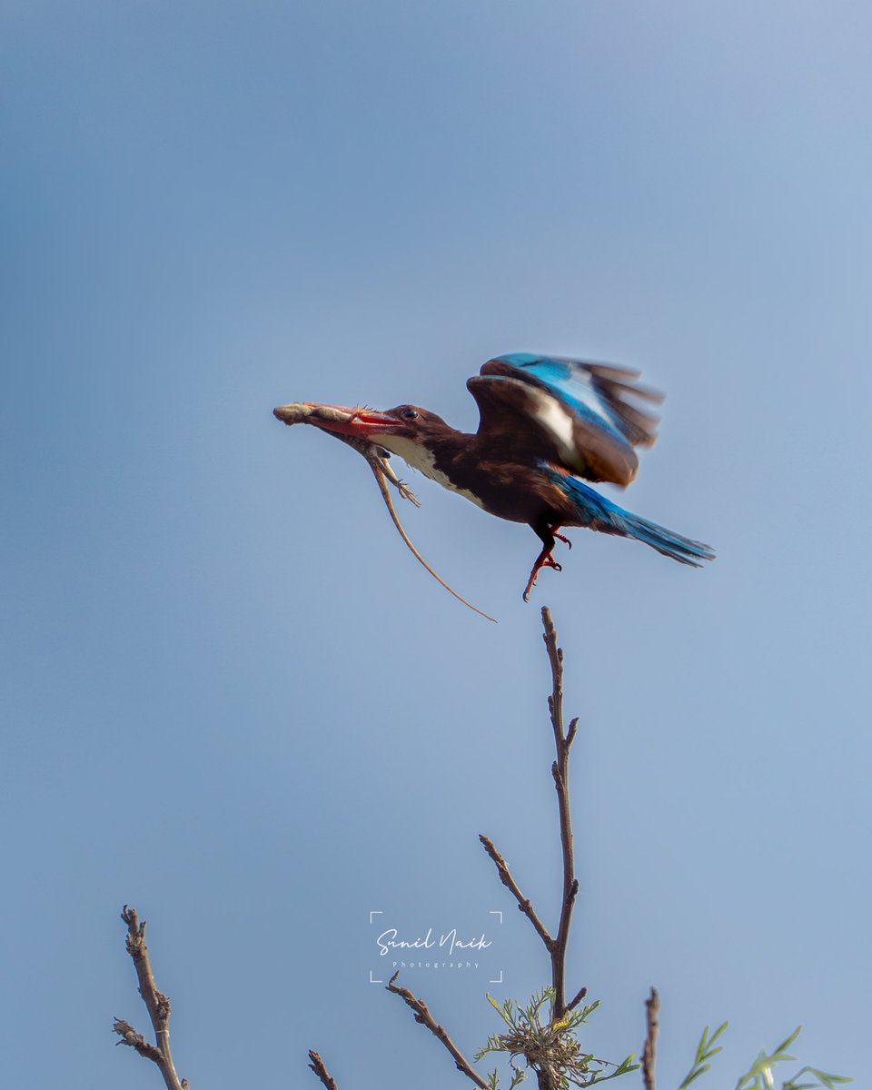 sunillnaik's tweet photo. Whoever named it “Kingfisher” clearly hadn’t seen today’s menu. 😄

#wildlife #photography https://t.co/3xnXmHZEYS