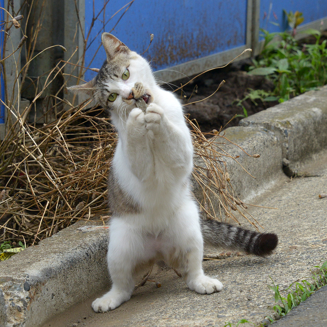 ねこさんが何かを狙っています。 「捕まえたっ！」 ガブリ！ 「硬～い