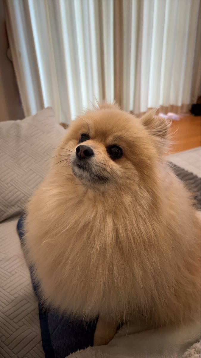 mieboripon's tweet photo. 良い子に待てるぽん🐶✨
#ポメラニアン https://t.co/nYMM7BY5kY