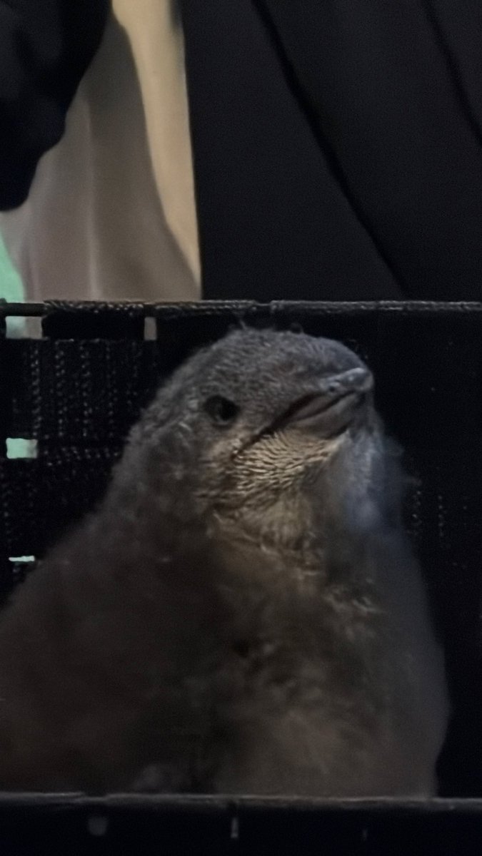 Jeannetakuya's tweet photo. コガタペンギン🐧の赤ちゃんを見ました。

貴重な場面に立ち会えました🥹

めっちゃ手の平に乗せて抱っこできそうな可愛いさ🥹

2026.7.10・11

#アドベンチャーワールド
#コガタペンギン https://t.co/OQb2N87uKt