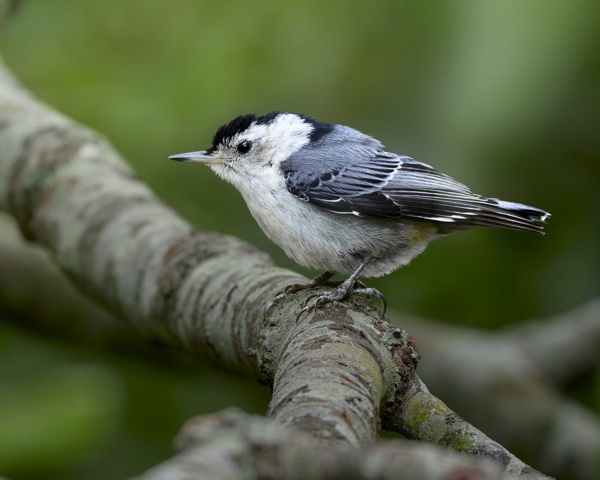 corbyamosphoto1's tweet photo. White-breasted Nuthatch https://t.co/vHxGflMT8Q