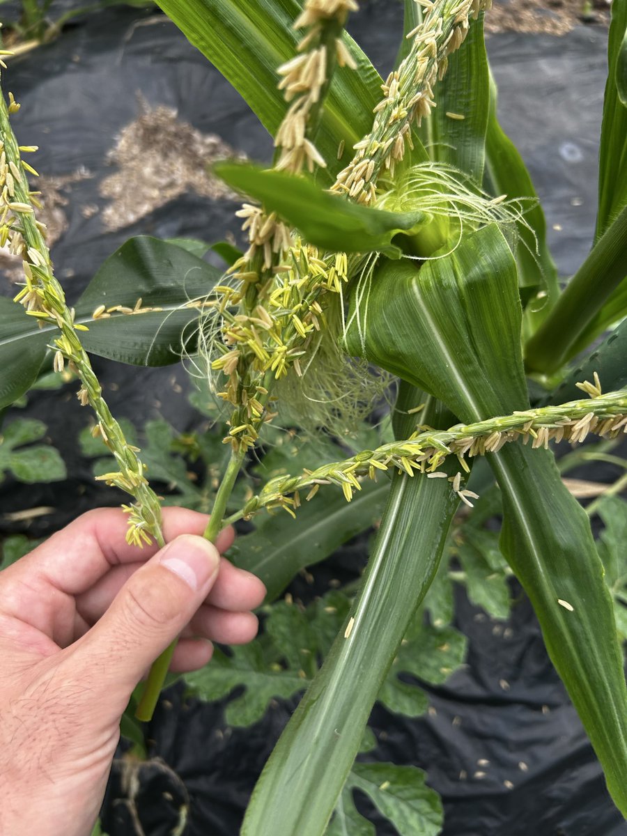 H8yBmvp's tweet photo. トウモロコシ🌽

受粉は穂を切ってやる派😤
うまく実がつけば良いかな。。。

#トウモロコシ
#家庭菜園
#菌ちゃん農法 https://t.co/ifcYPffklT