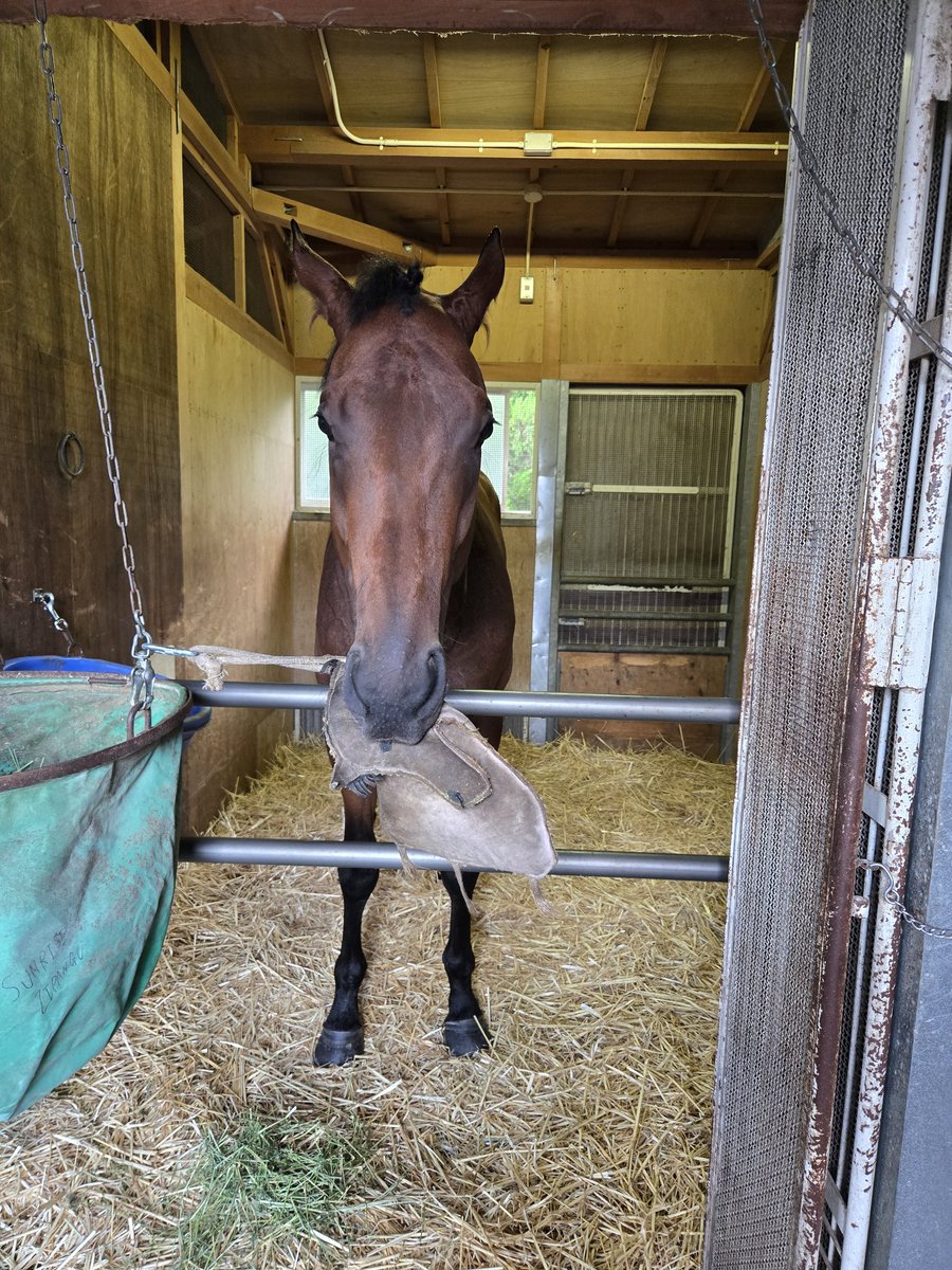 sunrisezipangu's tweet photo. 函館到着。
#WELOVEHORSES https://t.co/qIdNxqaFMI