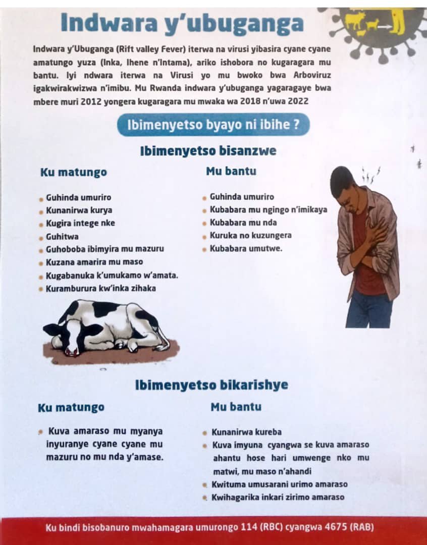 de_ndoli's tweet photo. Urubyiruko rw'abakorerabushake bo muri Nasho mukagari ka Cyambwe @KireheDistrict mu ngamba mu kurwanya indwara y'ubuganga (Reft Valley Fever) yibasira amatungo arimo inka ,ihene n'intama , babyukiye mugikorwa cyo koza amatungo mu mudugudu wa Gicaca @RwandaYouthVol1 
#Ntakudohoka https://t.co/7f1Y0AYmtz
