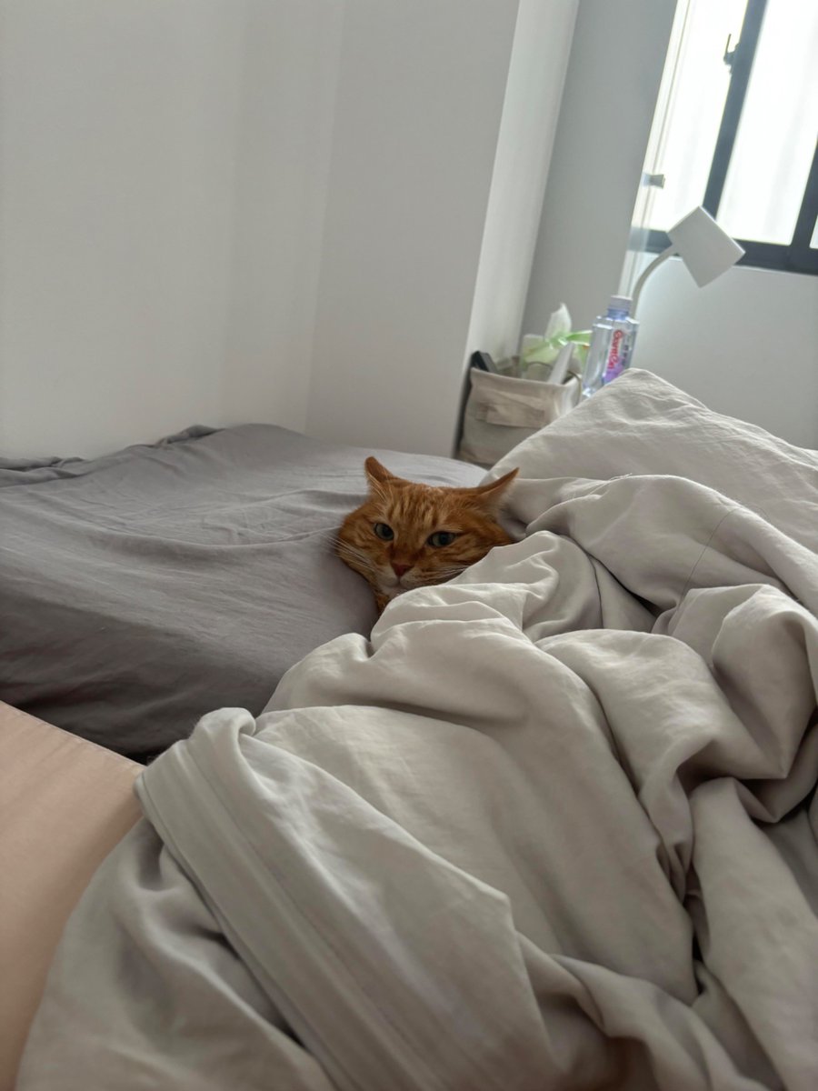 nocontextscats's tweet photo. mood https://t.co/2tUCIGkZc7
