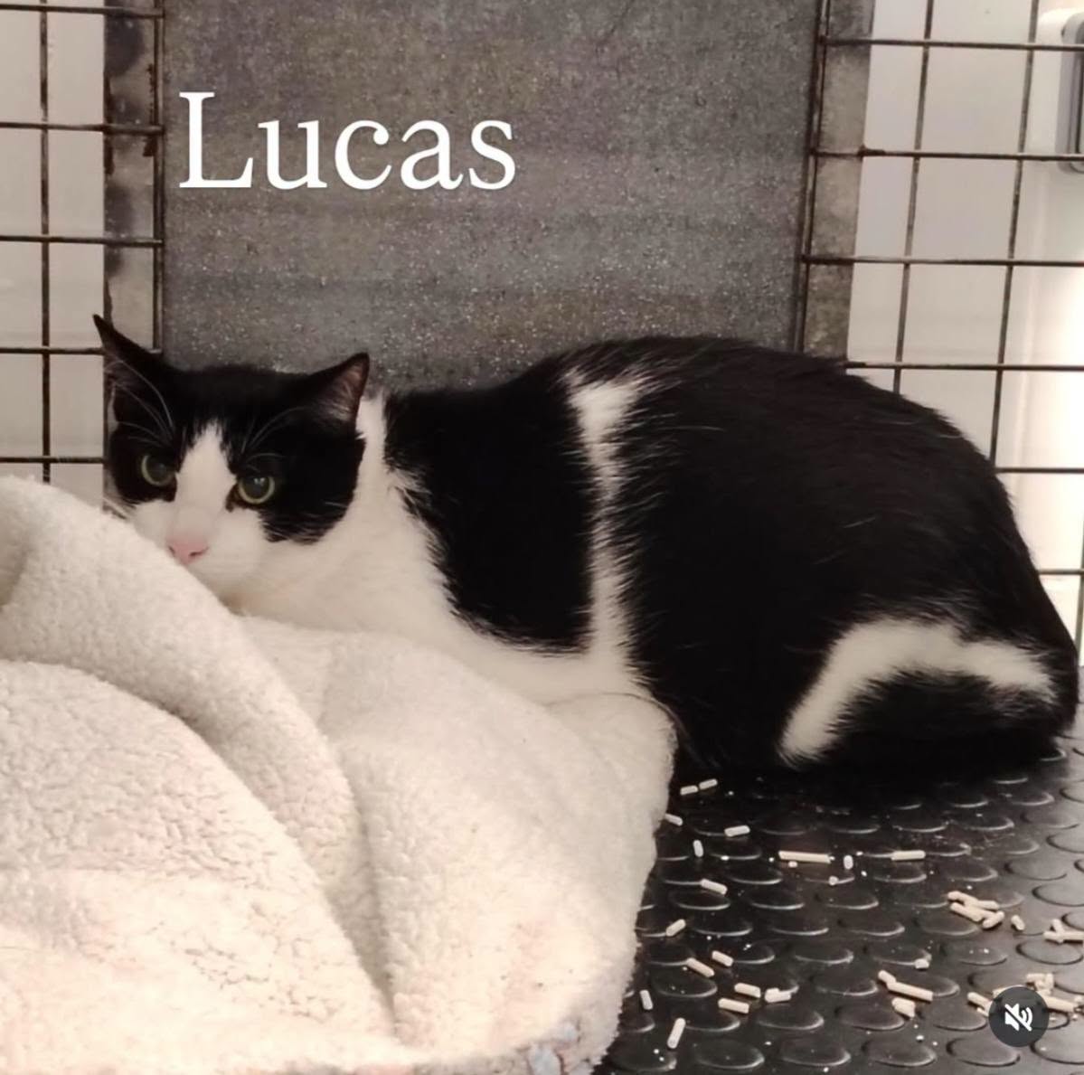 SosAbuelos1's tweet photo. #Acoruña y alrededores
#GRETA y #LUCAS estuvieron 11 años en familia, pero su humana ingresó en una residencia

Están desconcertados y queremos gastar el último cartucho buscando una acogida o adopción para ellos

Son buenos, cariñosos y caseros

Contacto: asociacion@gatocan.com https://t.co/aN5xK5Q21Z