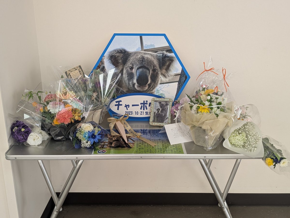 chibi8kochan's tweet photo. チャーボウ、ありがとう💐
#コアラ　#チャーボウ　#平川動物公園 https://t.co/MmKTZ2W9tB