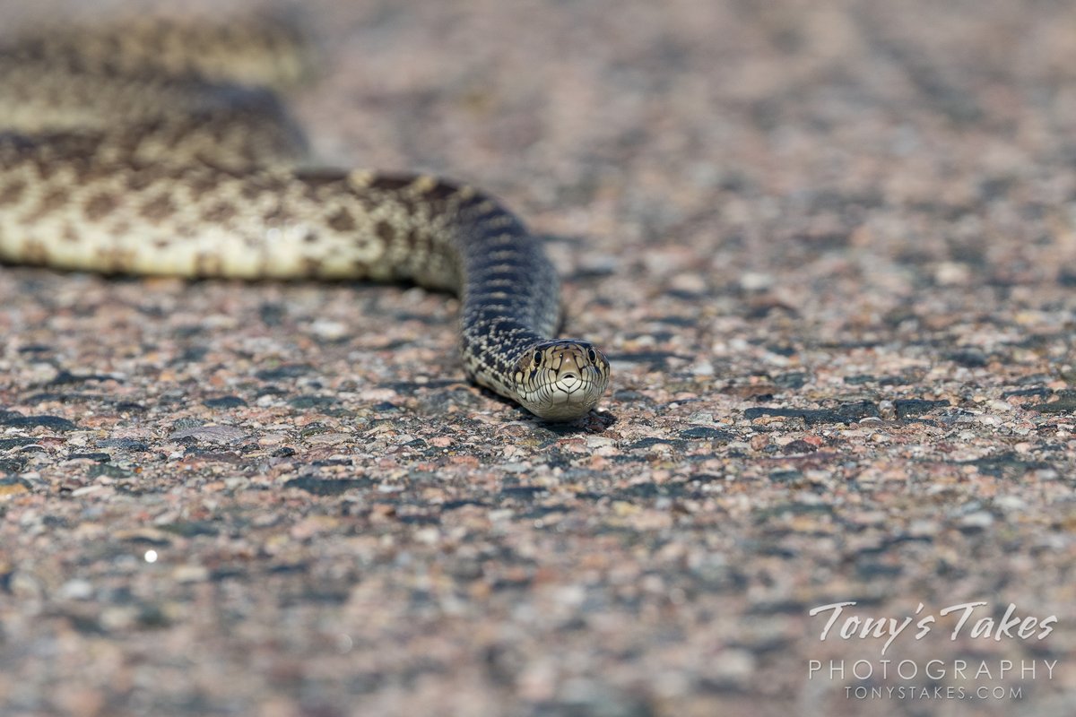 TonysTakes's tweet photo. Bull snake on the road. A fun, chance encounter although this reptile as it crossed the road recently. It was really quite pretty and gave me some nice captures.
#snake #bullsnake #reptile #wildlife #wildlifephotography #Colorado https://t.co/NhebatQ11z