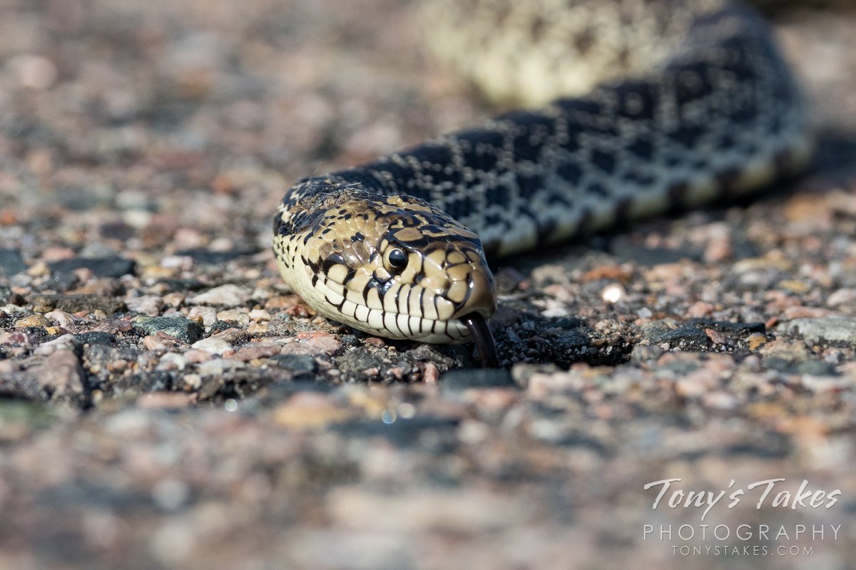 TonysTakes's tweet photo. Bull snake on the road. A fun, chance encounter although this reptile as it crossed the road recently. It was really quite pretty and gave me some nice captures.
#snake #bullsnake #reptile #wildlife #wildlifephotography #Colorado https://t.co/NhebatQ11z