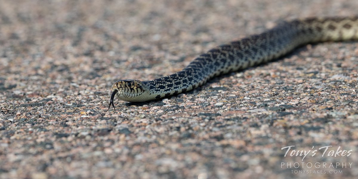 TonysTakes's tweet photo. Bull snake on the road. A fun, chance encounter although this reptile as it crossed the road recently. It was really quite pretty and gave me some nice captures.
#snake #bullsnake #reptile #wildlife #wildlifephotography #Colorado https://t.co/NhebatQ11z