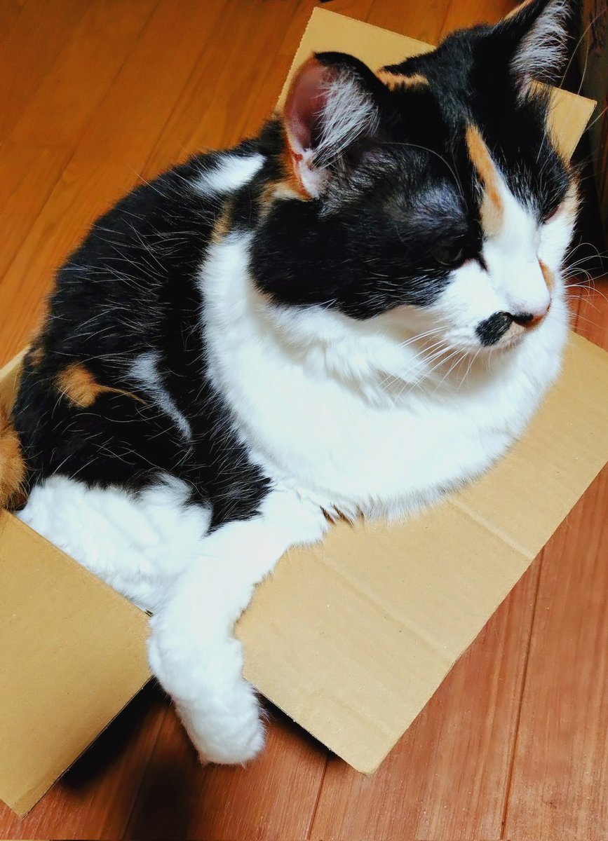 imfine_tomorrow's tweet photo. この😺お手々なに？ https://t.co/SeFbTFRB0k