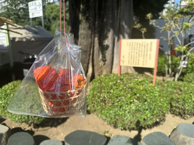 JapanGuide_JGR's tweet photo. 📘全国通訳案内士（通訳ガイド）の現場ノート46
「浅草寺で、海外ゲストが一番驚いた46,000日とは？」

先日の浅草寺は、7月10日に参拝すると４万６千日のご利益があると言われる「ほおずき市」。

通訳ガイドとして、9日と合わせて年に2日間のみ開催の特別な日に立ち会えたことに感謝です。
「四万六千日（しまんろくせんにち／46,000日）」というのはなんと「約126年」、1日で一生分という意味になります^^

さて、こんな縁起の良い日に通訳ガイドアサインされ、お仕事をしている場面を思い浮かべてください。
興味津々の海外ゲストに、どのようにお伝えしますか？

「今日は、46,000日分の価値がある特別な日です！」

とだけお伝えしても「？」となり、むしろちょっとやばいガイドかなと警戒されちゃうかもですよね…

この日は30名を超えるバスツアー。
私は写真の小ぶりなほおずきを購入して車内へ持ち込み、ほおずき市の概要や悪霊払い、お盆との関係をシンプルに説明。
そして、「今日は本当に幸運な日に参拝できましたね！」と、私自身も少し興奮しながらお伝えしました。

「ほおずき」「お盆」などが、プレゼンテーマとして採用されるのが、全国通訳案内士２次試験です。

日本には季節ごとの伝統行事が本当に数多くあります。だからこそ、現場では「知識」だけでなく、「その場でどう伝えるか」が大切になりますね☆

P.S. 観光白書令和8年版がリリースされました。受験生は「概要版」のチェックはマストです。統計は過去出題例からも令和7年版と2年分を確認しておくのがベター。試験まで5週間（35日）、応援しております！！