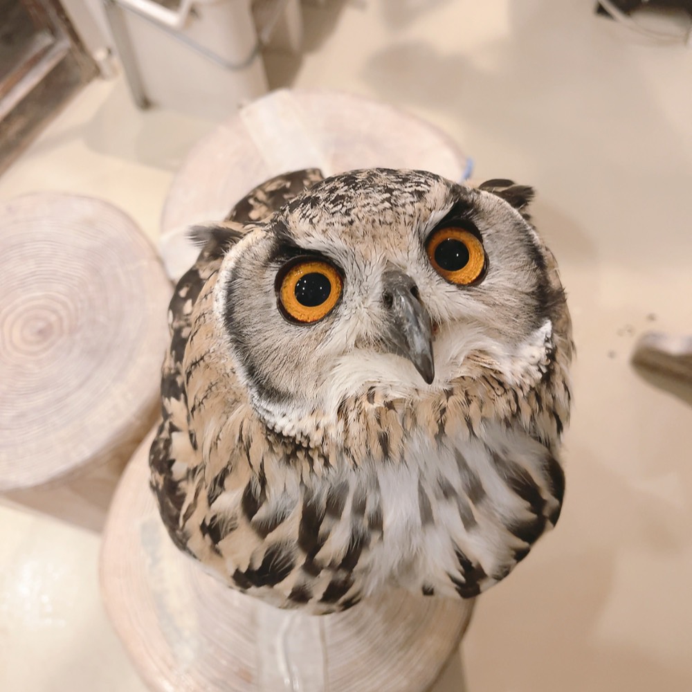 Owlvillage_H's tweet photo. 【原宿店】
きゅるんなじじちゃん💕
と
セクシーなきぃちゃん💋
皆さんはどっち派??

#ベンガルワシミミズク #可愛い #もふもふ #推しが尊い #owlcafe https://t.co/Dbzno6LCLy
