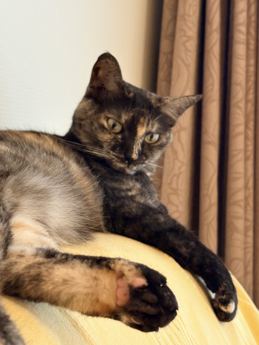 coromint1's tweet photo. あ、おはよう。

＃猫好きさんと繋がりたい　＃猫のいる暮らし https://t.co/heRWTFlb1x