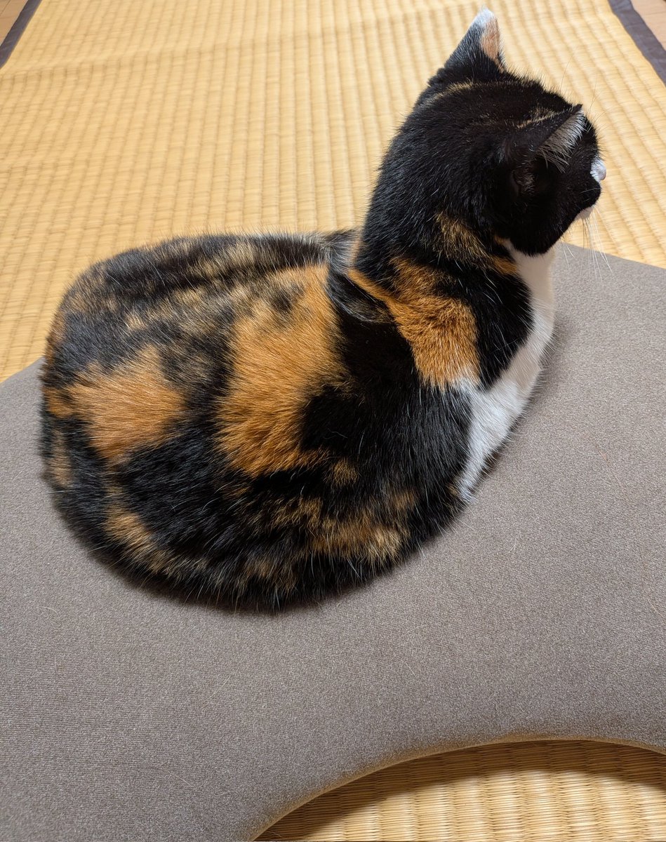茶色ちゃんと入れ替わりに三毛ちゃん来た！！猫吸い深呼吸…