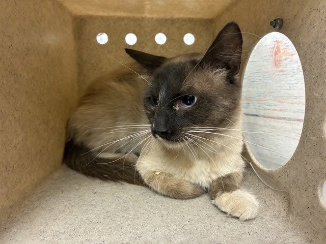 lordi1960's tweet photo. https://t.co/LOQIQkWD4W
❤️TAYLER -- ID# A846877

Temperament: FRIENDLY

I am an unknown gender Seal Point Siamese.

The shelter staff think I am about 4 years old.

I have been at the shelter since July 09, 2026.

I will be available for adoption or rescue on July 14, 2026.

I am currently at Devore Shelter in San Bernardino County, California.

If you would like more information about this cat,
please visit or call:

Devore Animal Shelter
19777 Shelter Way
Devore, CA 92407
Voice: (909) 386-9820 - press 2