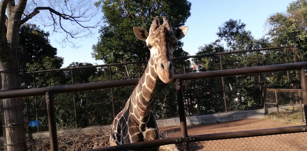 kossan9999's tweet photo. 夢で野毛山動物園のそらくんのユメを見た。会いに来いって言ってんのかな？来年から休園しちゃうからね https://t.co/0fuRwRzWm0