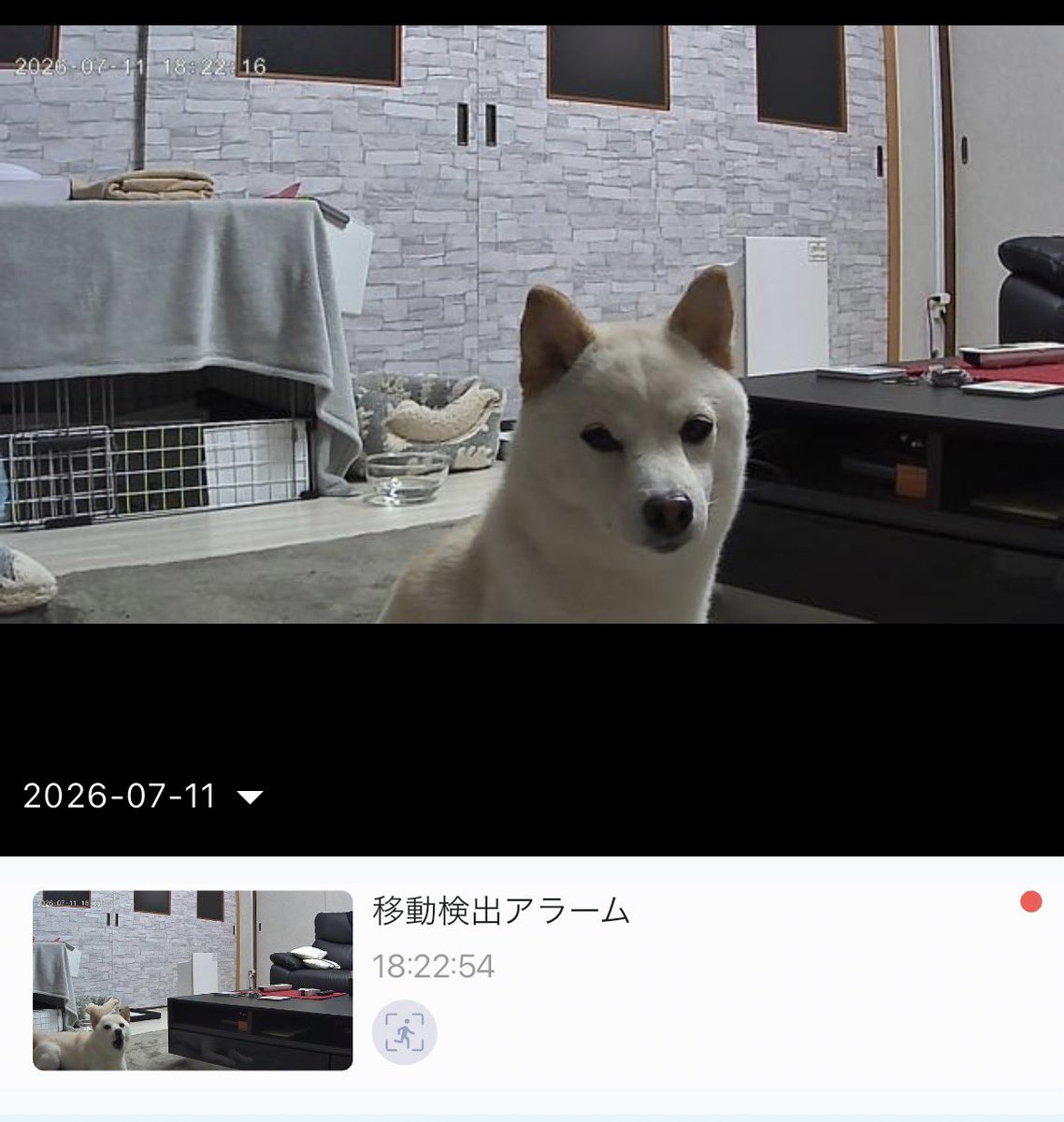 豆柴夫婦🐕エルとタケル (@niko71212202) / Posts / X